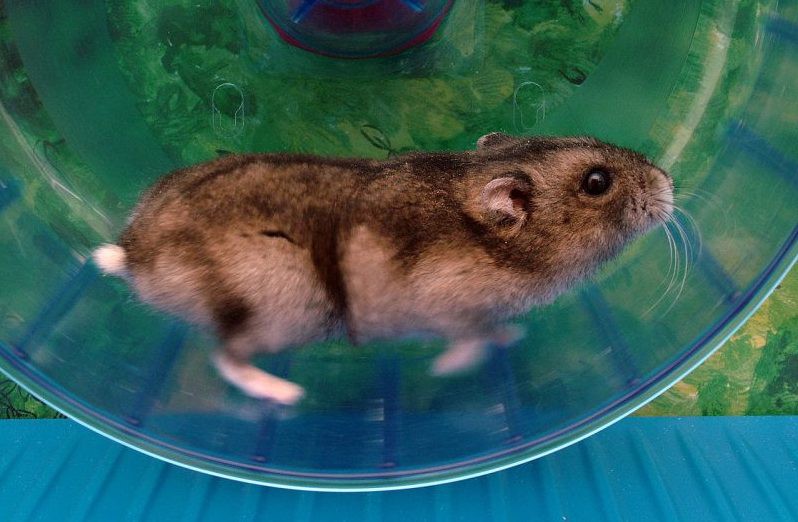hamster