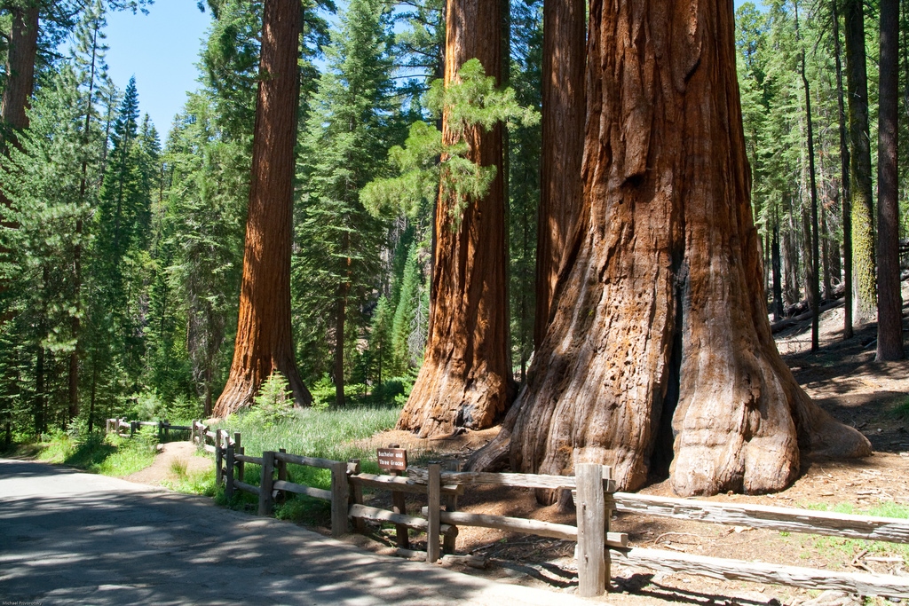 sequoia