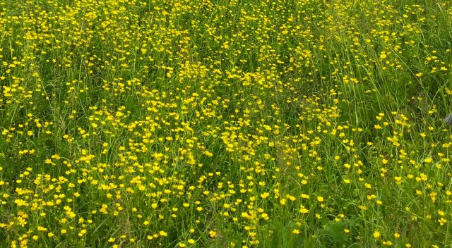 Producto Premium - Nantes- Derval