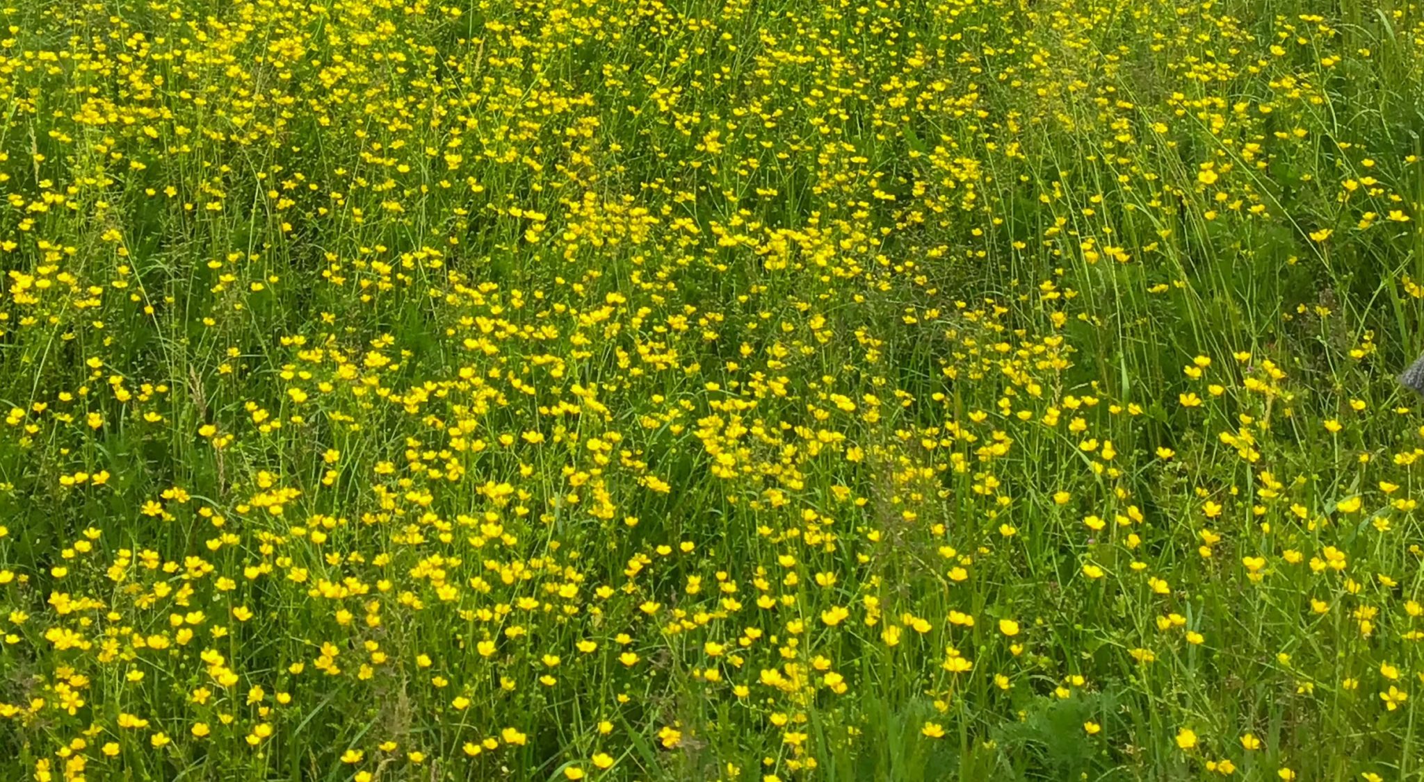 Producto Premium - Nantes- Derval