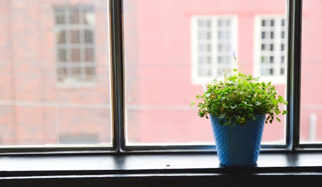 Fijación de precios Señuelos